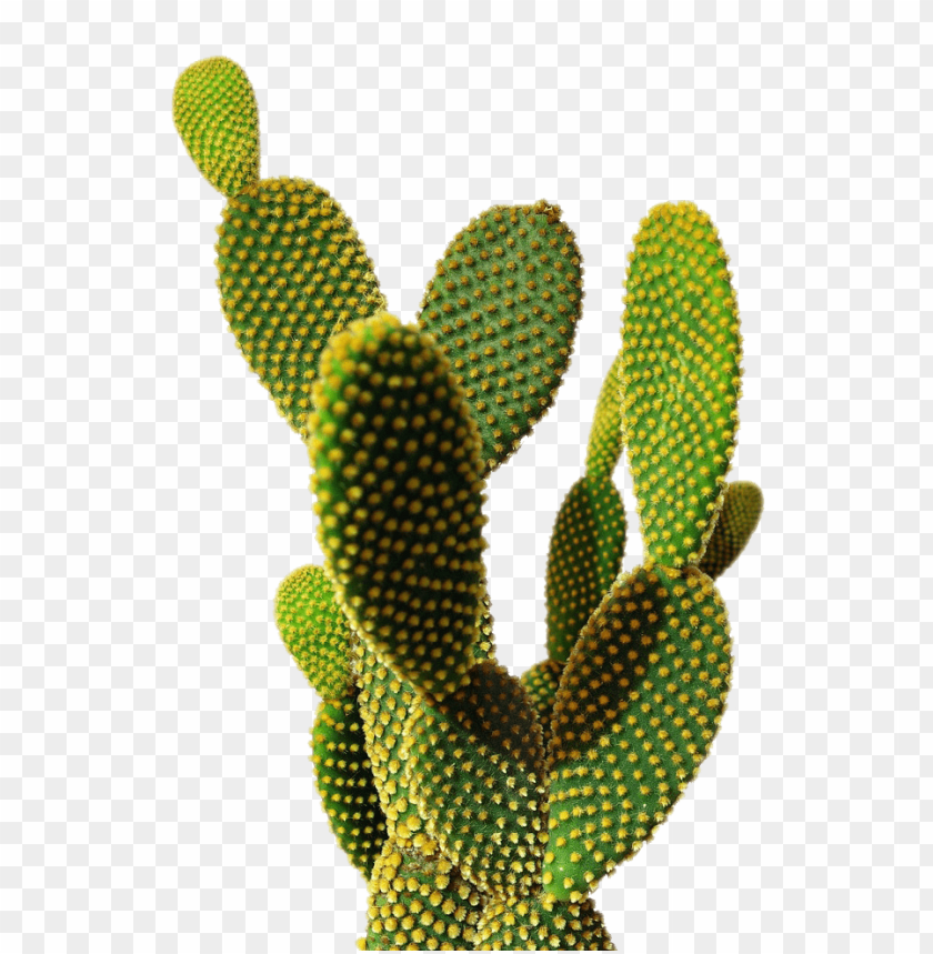 Detail Cactus Png Free Nomer 26