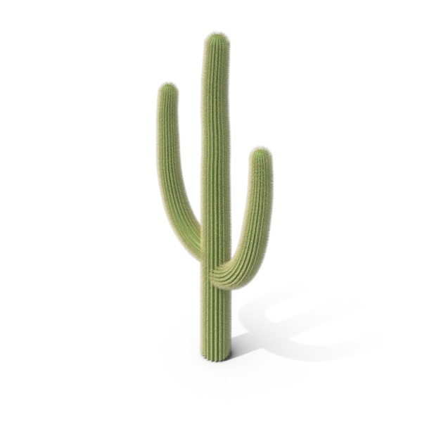 Detail Cactus Png Free Nomer 33