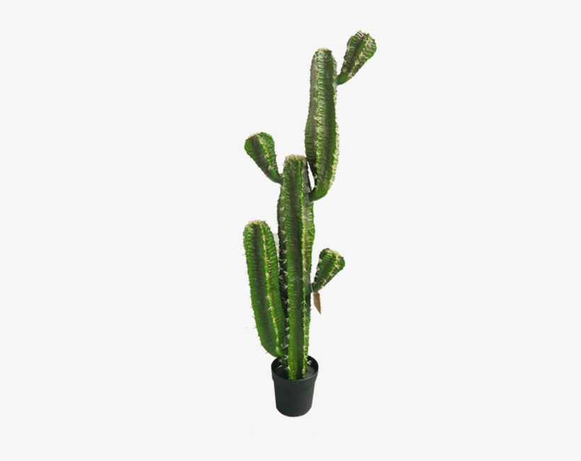 Detail Cactus Png Free Nomer 38