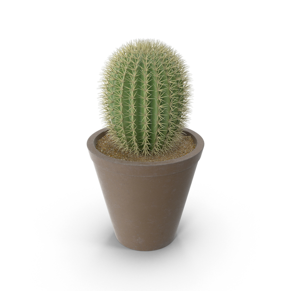 Detail Cactus Png Free Nomer 39