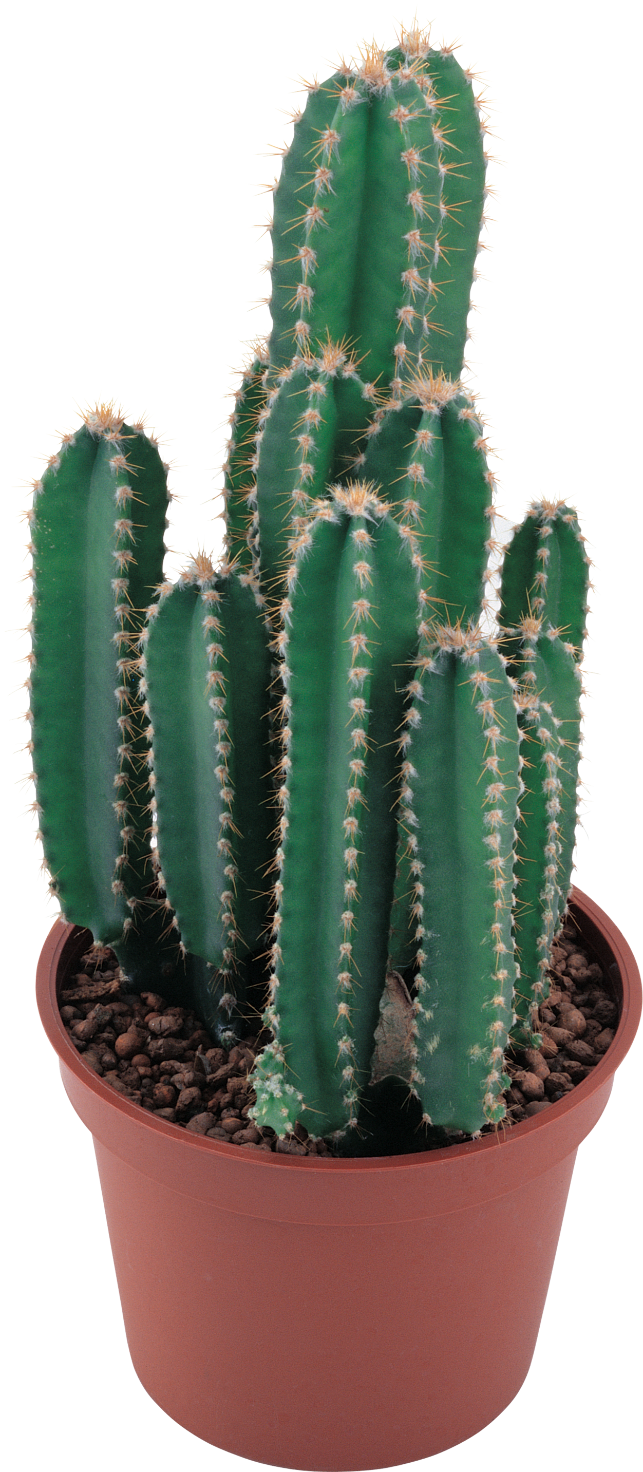 Detail Cactus Png Free Nomer 43