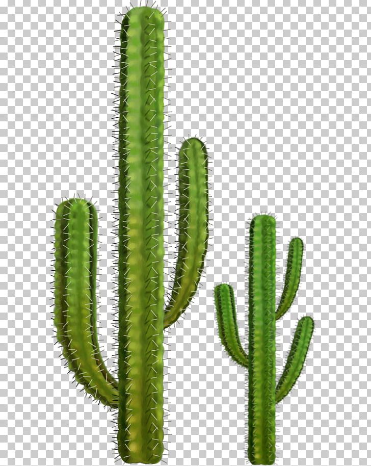 Detail Cactus Png Free Nomer 7