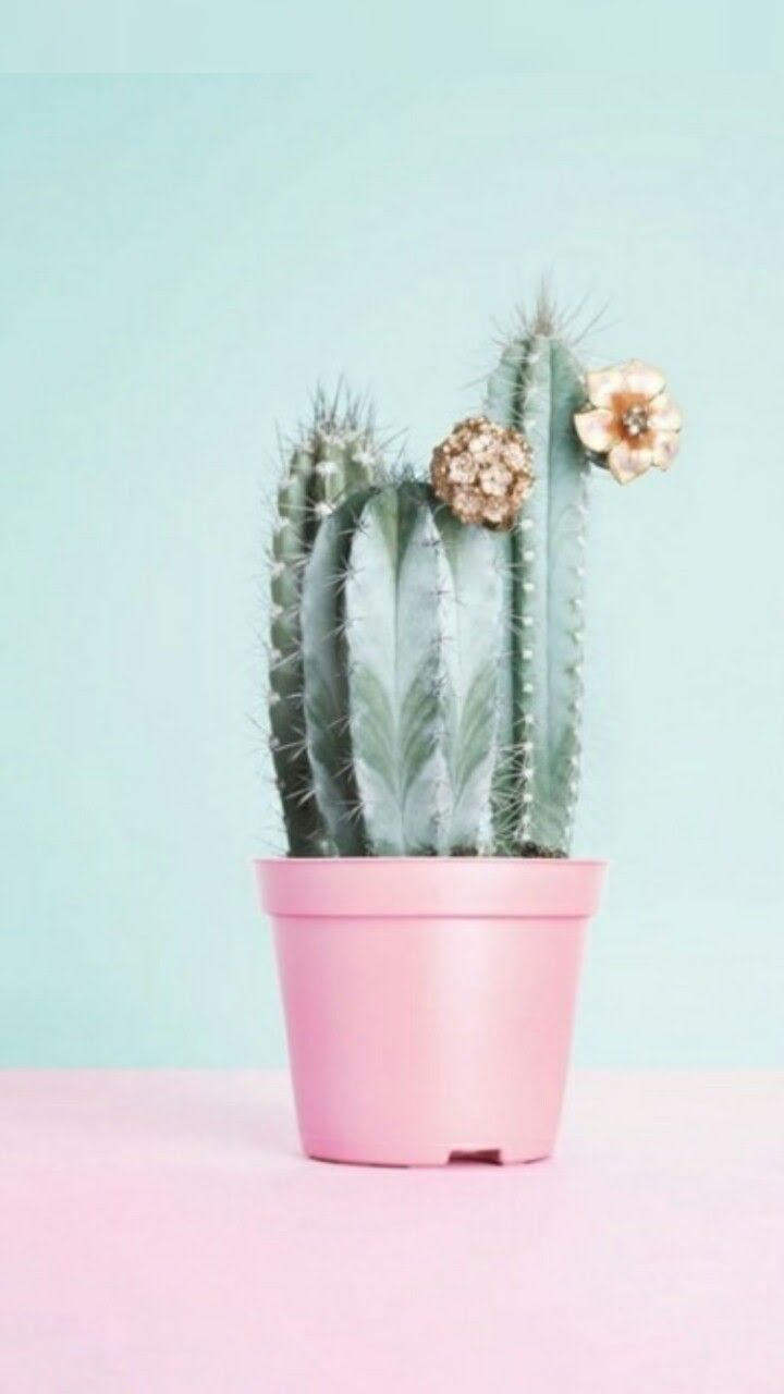 Detail Cactus Quotes Tumblr Nomer 24