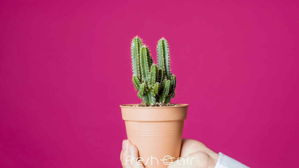 Detail Cactus Quotes Tumblr Nomer 26