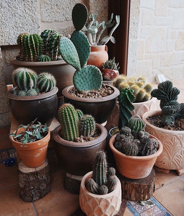 Detail Cactus Quotes Tumblr Nomer 30