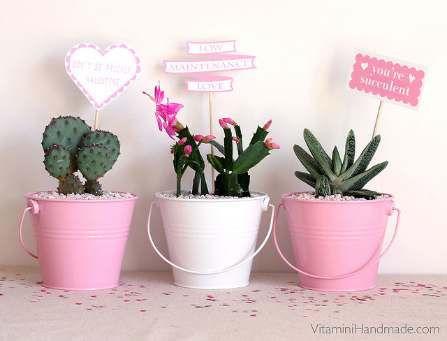 Detail Cactus Quotes Tumblr Nomer 46