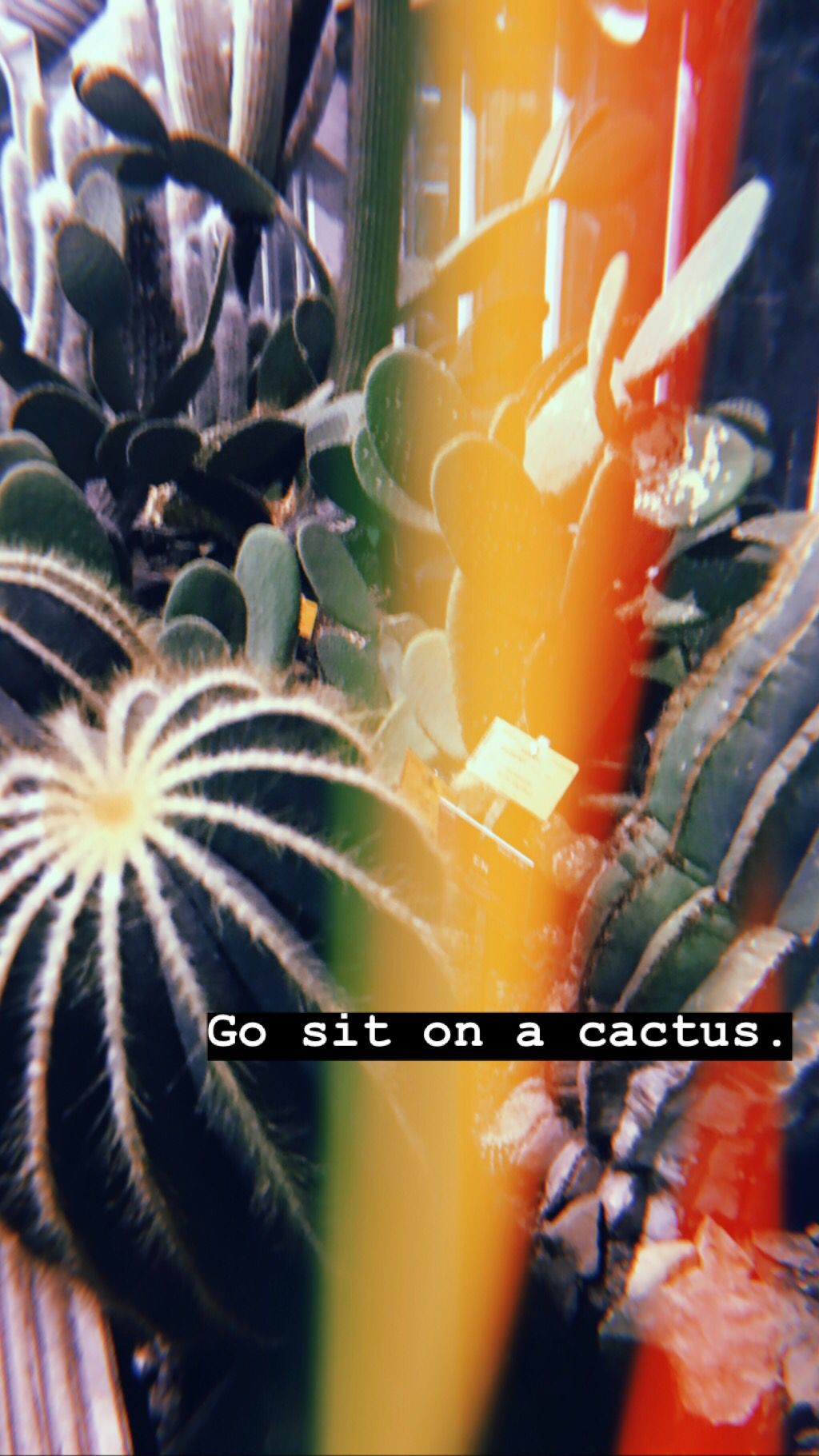 Detail Cactus Quotes Tumblr Nomer 55