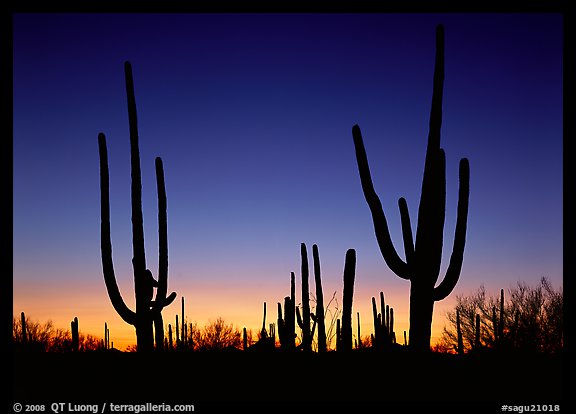 Detail Cactus Silhouettes Nomer 35