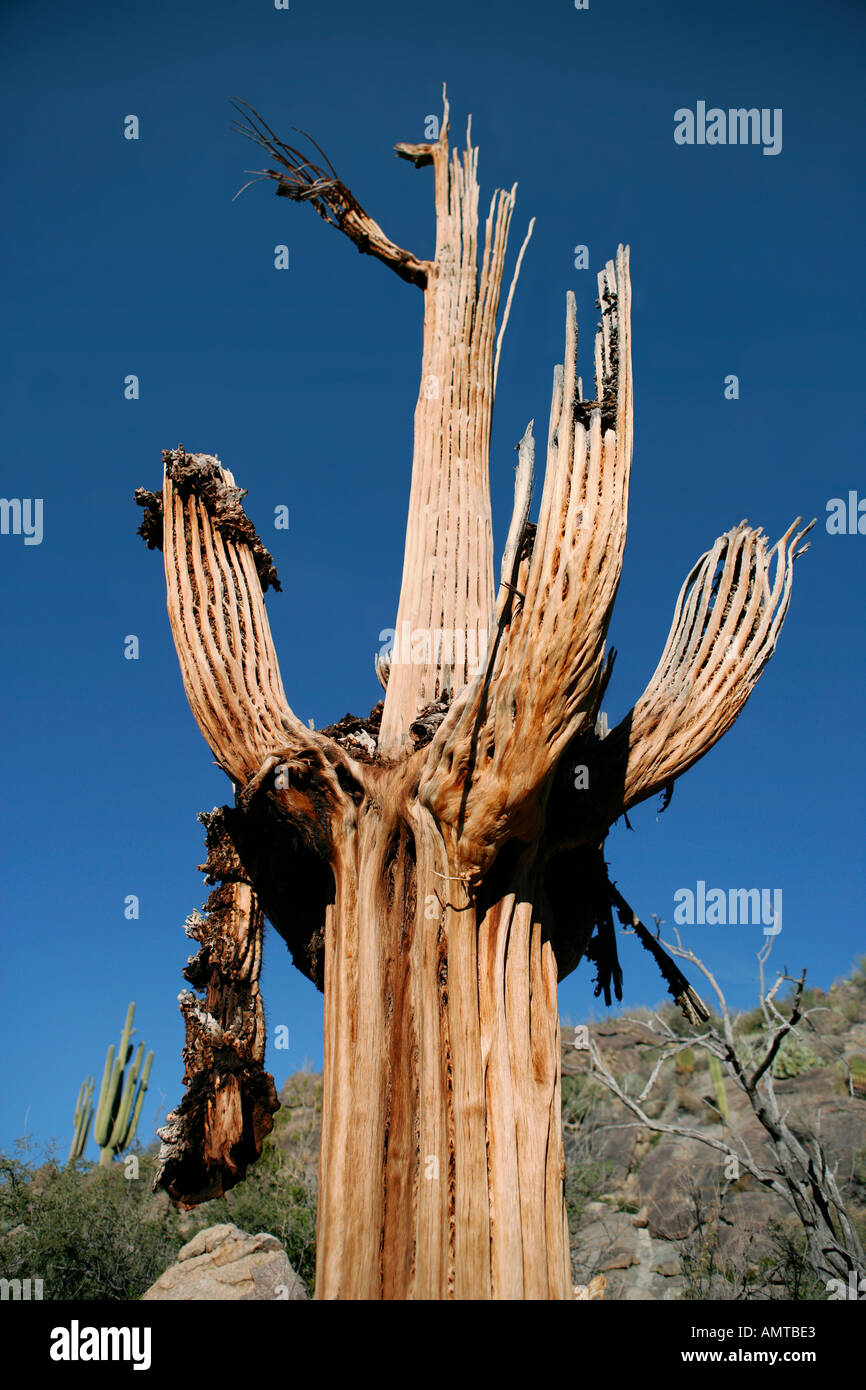 Detail Cactus Skeleton Lamp Nomer 56