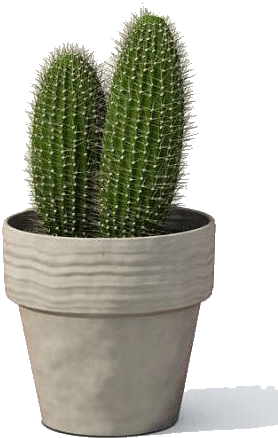 Detail Cactus Transparent Nomer 14