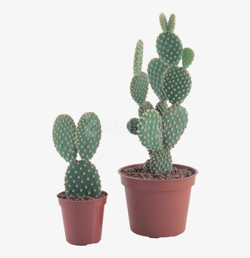 Detail Cactus Transparent Nomer 18