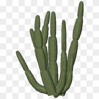 Detail Cactus Transparent Nomer 25