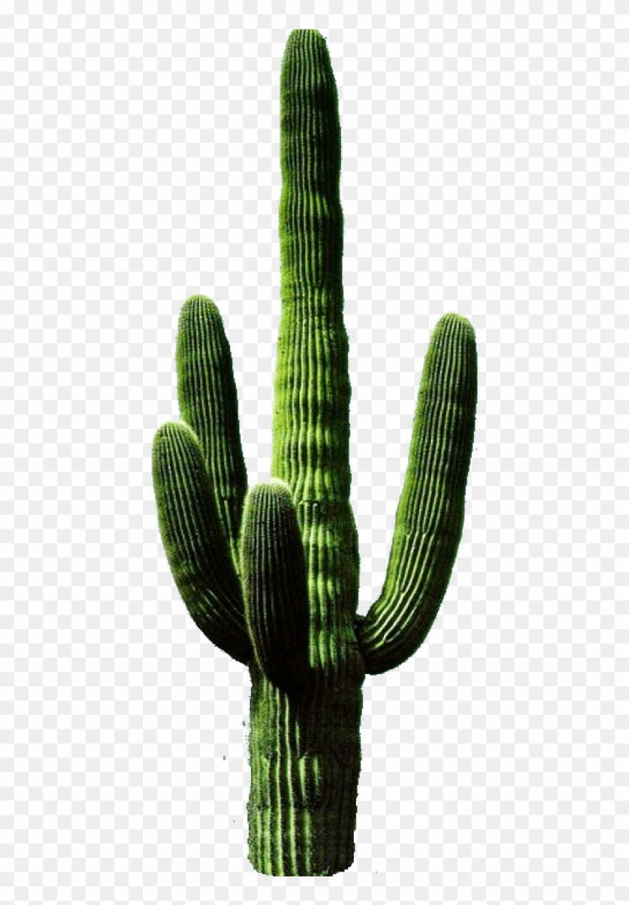 Detail Cactus Transparent Nomer 3