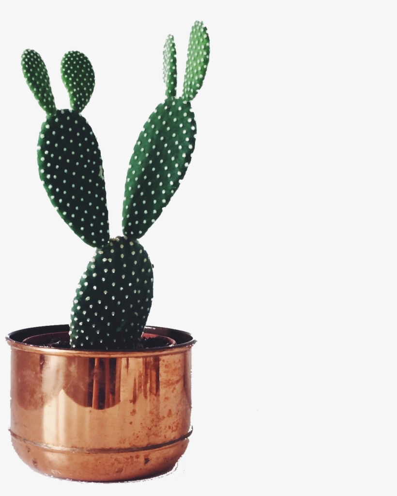 Detail Cactus Transparent Nomer 38