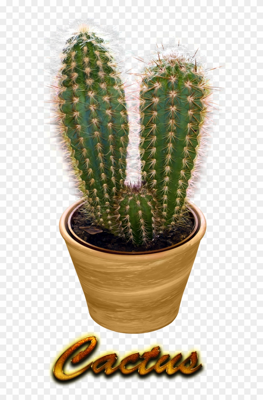 Detail Cactus Transparent Nomer 46