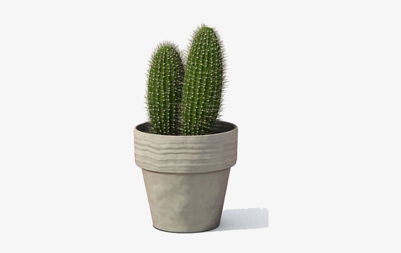 Detail Cactus Transparent Background Nomer 26