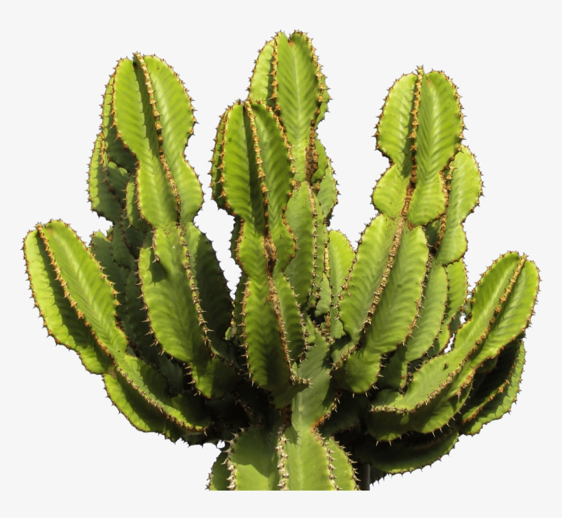 Detail Cactus Transparent Background Nomer 27