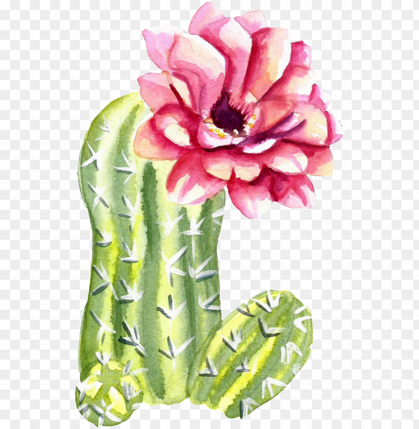 Detail Cactus Transparent Background Nomer 31