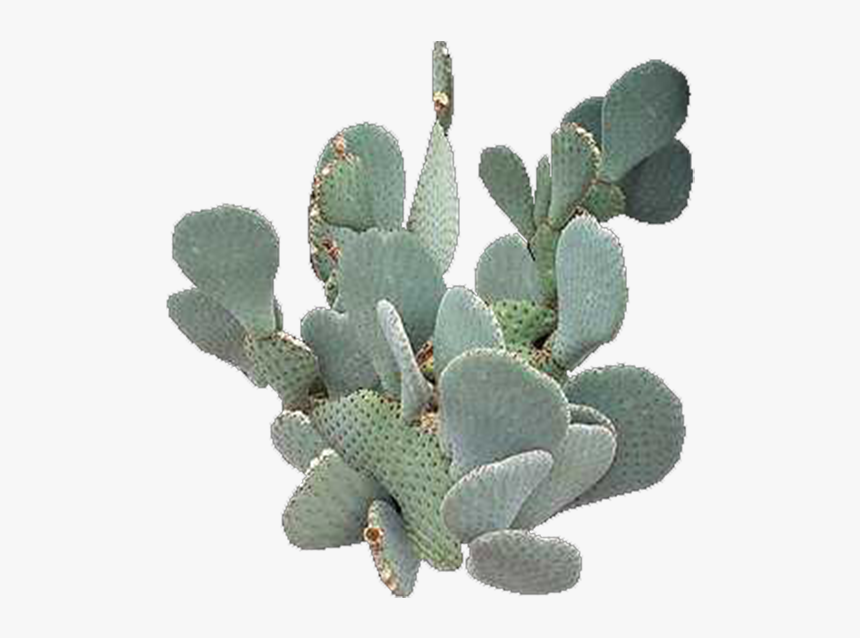 Detail Cactus Transparent Background Nomer 33