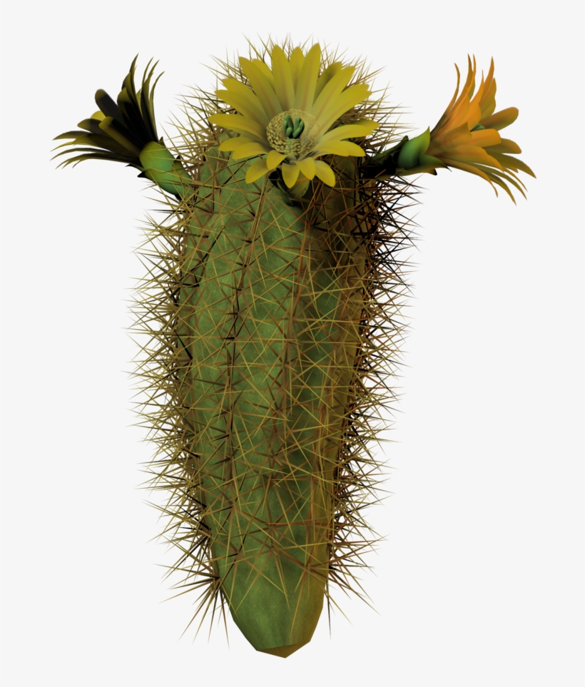 Detail Cactus Transparent Background Nomer 39