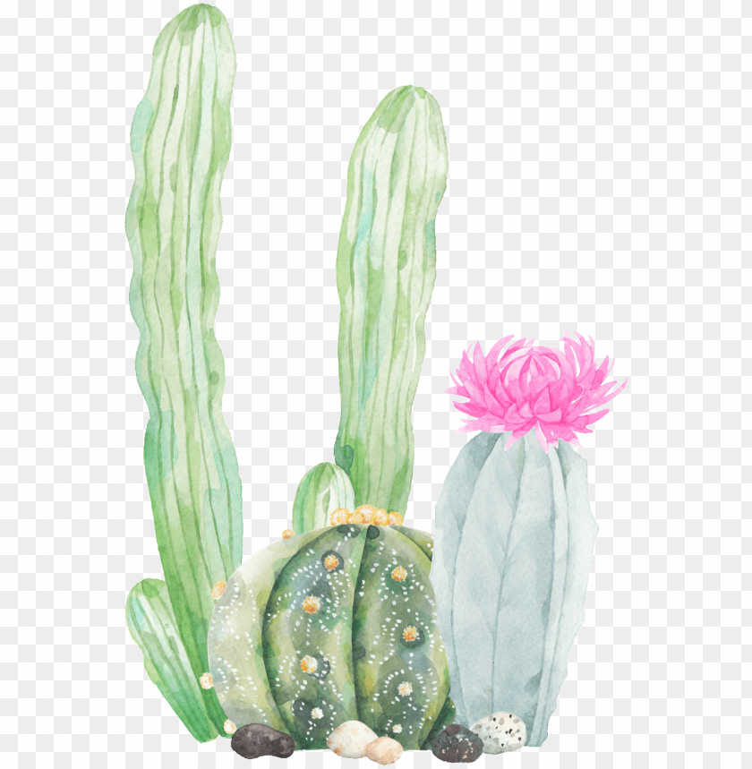 Detail Cactus Transparent Background Nomer 43
