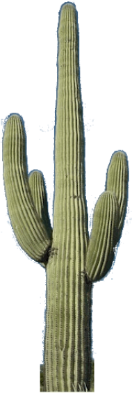 Detail Cactus Transparent Background Nomer 49