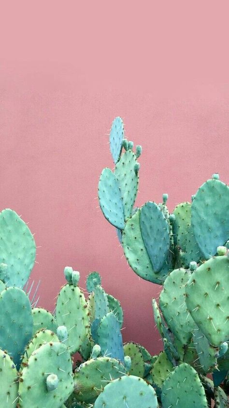 Detail Cactus Tumblr Wallpaper Nomer 29