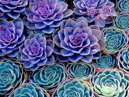 Detail Cactus Tumblr Wallpaper Nomer 55