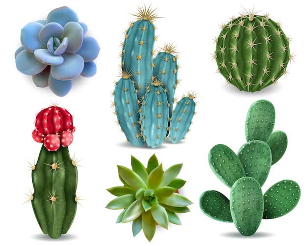 Detail Cactus Vector Png Nomer 30