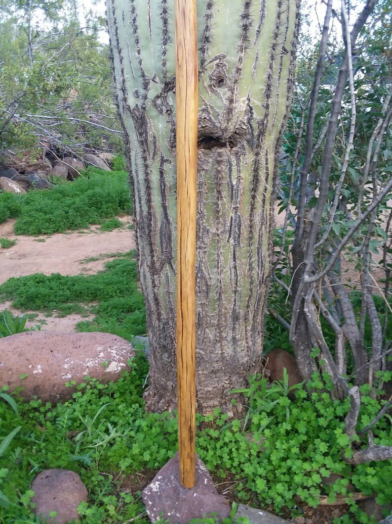 Detail Cactus Walking Stick Nomer 16