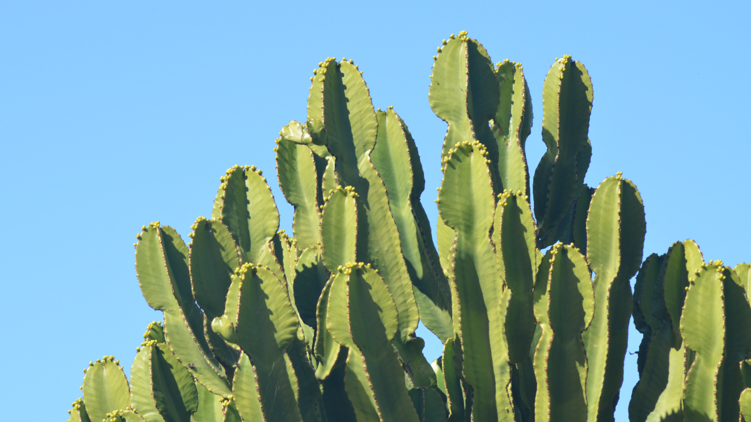 Detail Cactus Wallpaper Hd Nomer 33