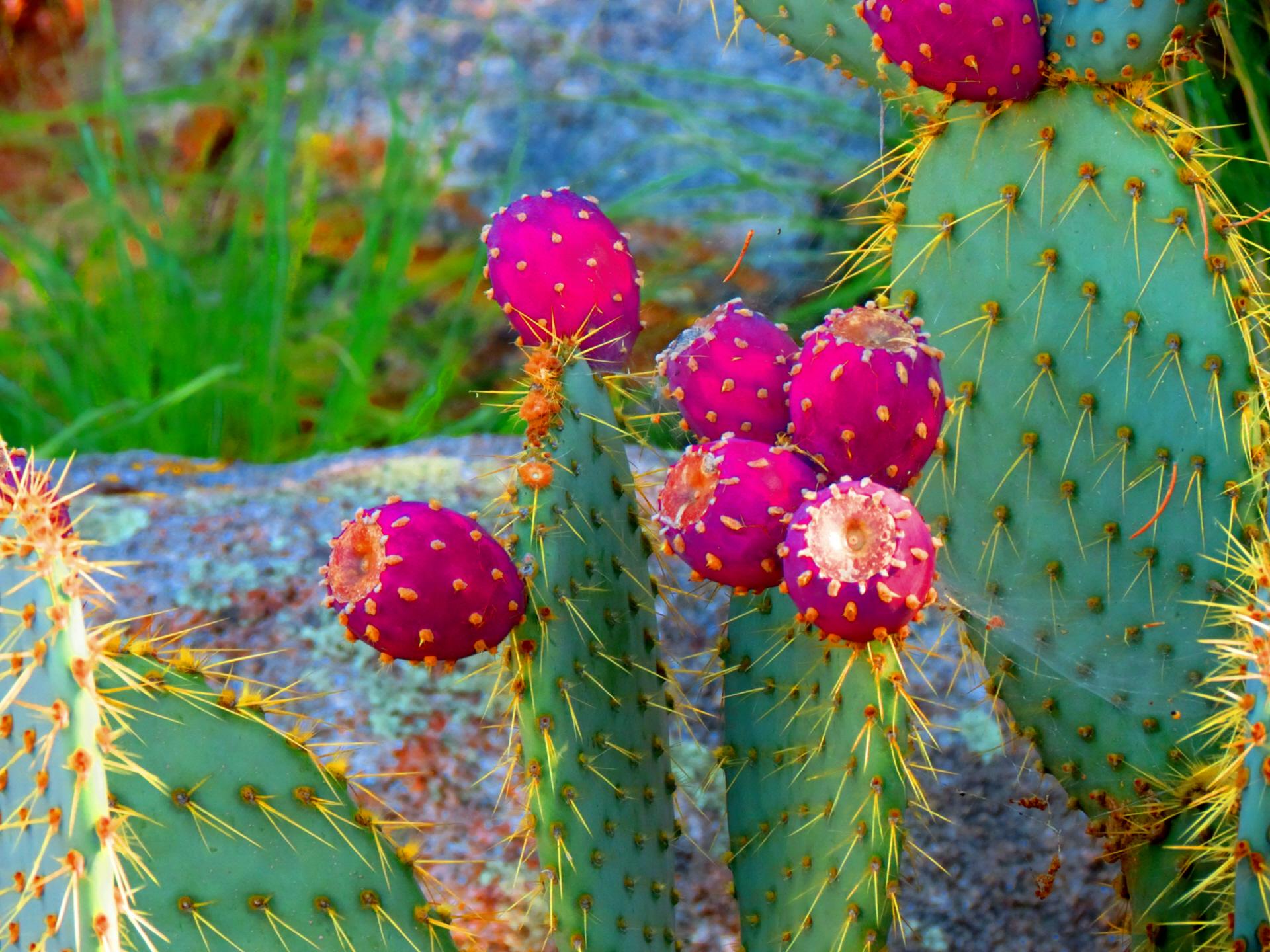 Detail Cactus Wallpaper Hd Nomer 34