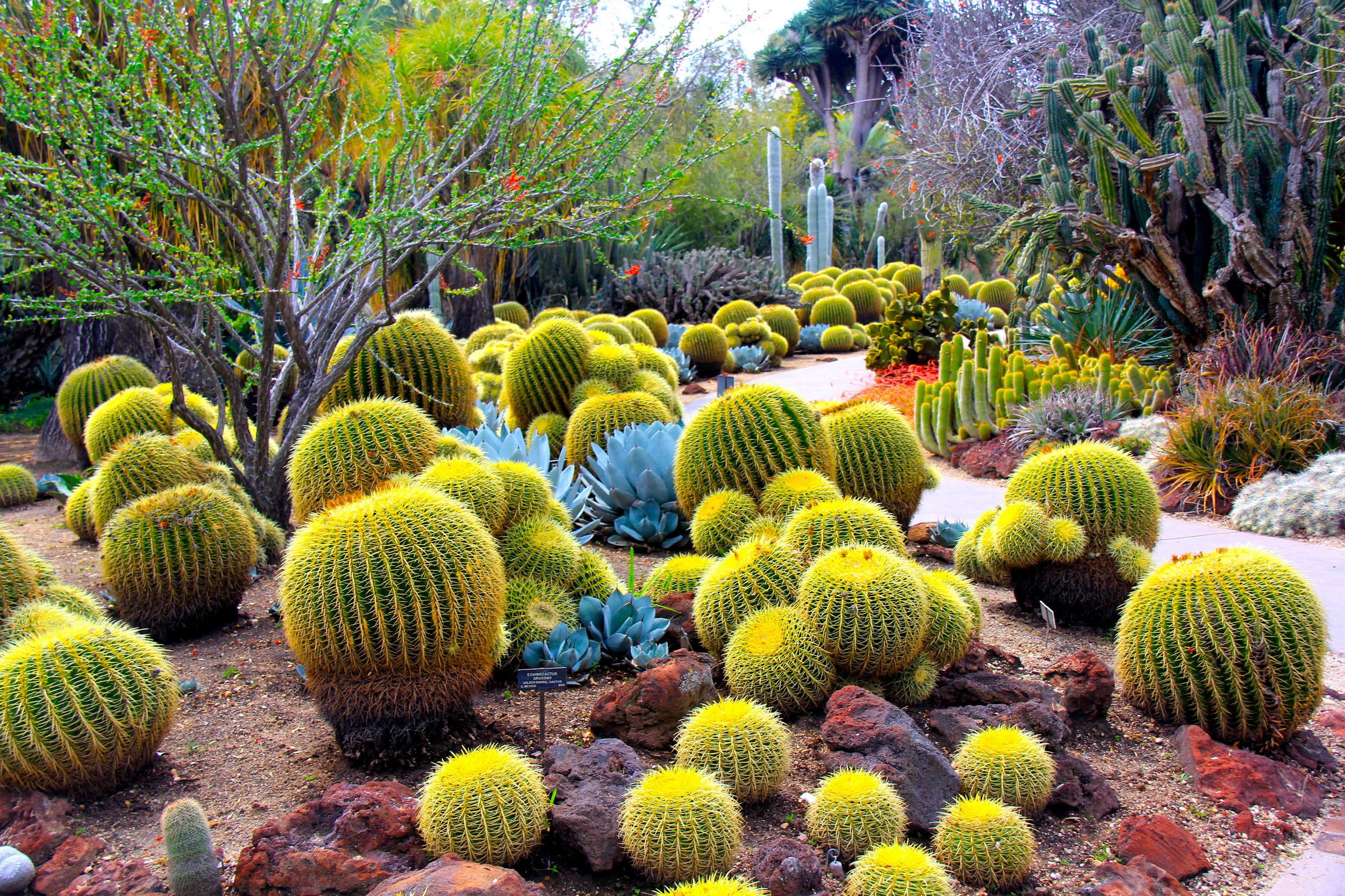 Detail Cactus Wallpaper Hd Nomer 39