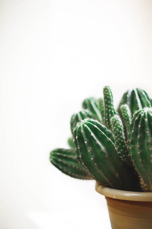 Detail Cactus Wallpaper Hd Nomer 5