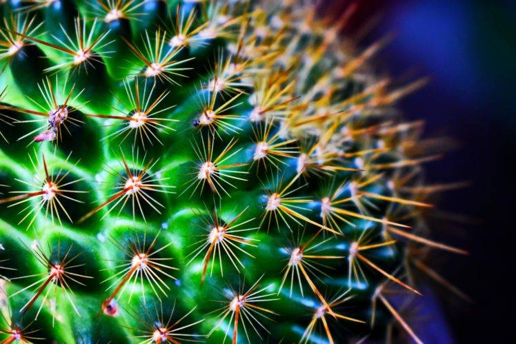 Detail Cactus Wallpaper Hd Nomer 43