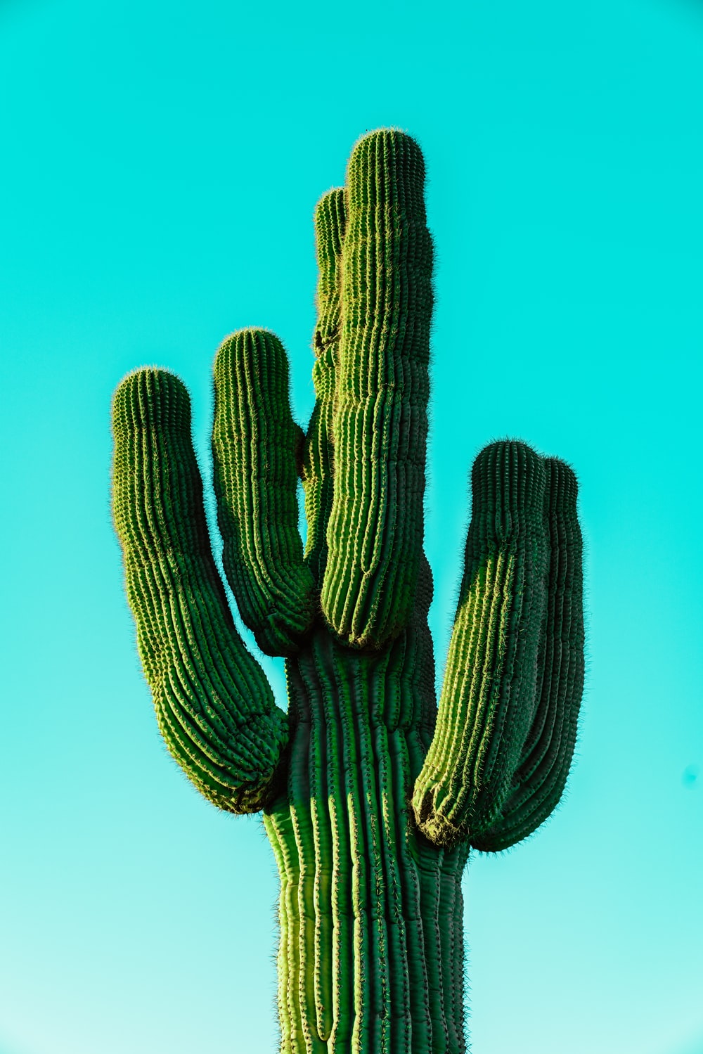 Detail Cactus Wallpaper Hd Nomer 6