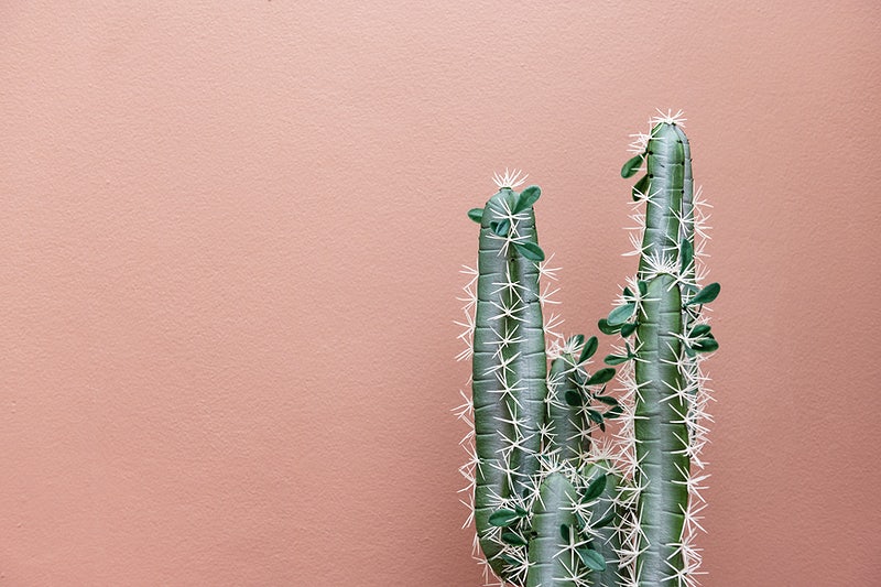 Detail Cactus Wallpaper Hd Nomer 52