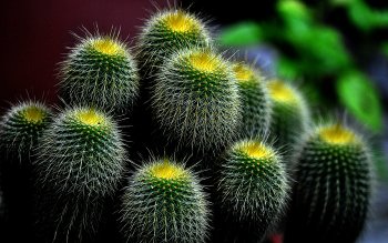 Detail Cactus Wallpaper Hd Nomer 55