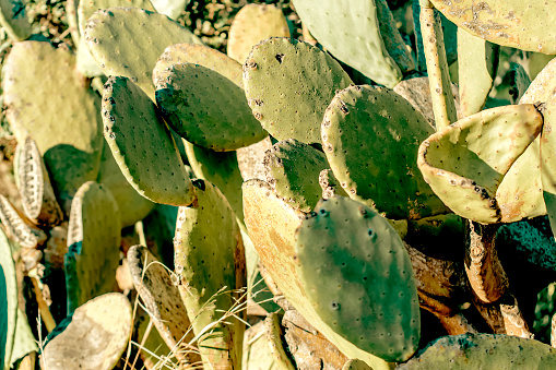 Detail Cactus Wallpaper Hd Nomer 9