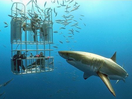 Detail Cage Dive Georgia Aquarium Nomer 35