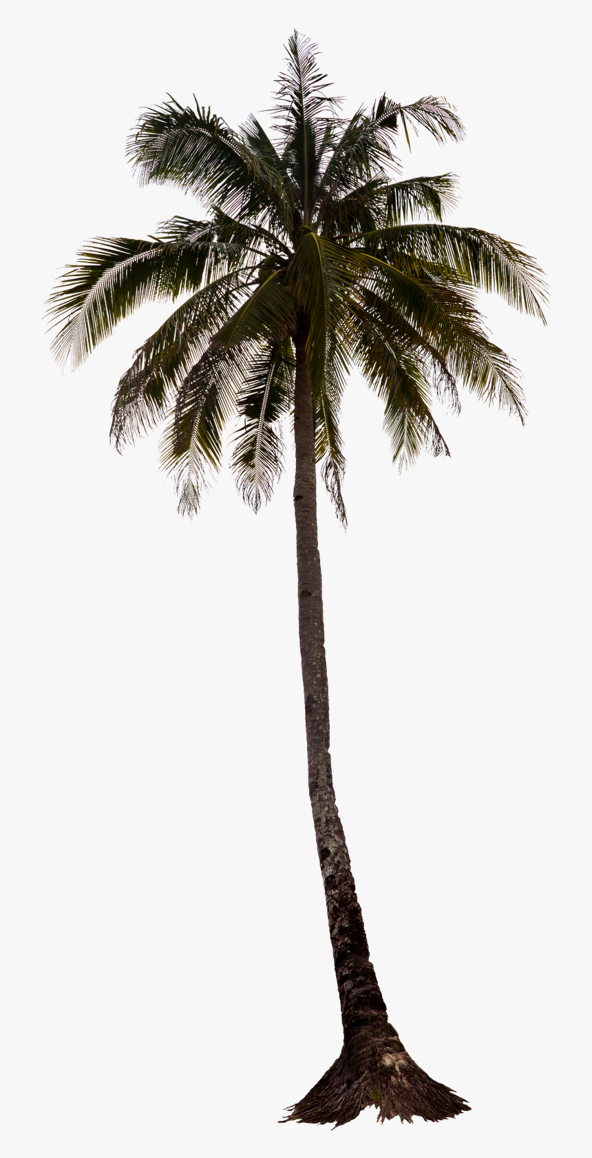 Detail California Palm Trees Png Nomer 10