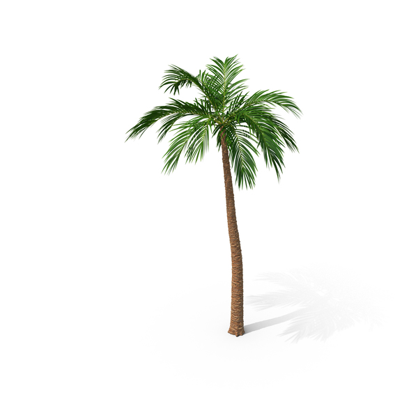 Detail California Palm Trees Png Nomer 17