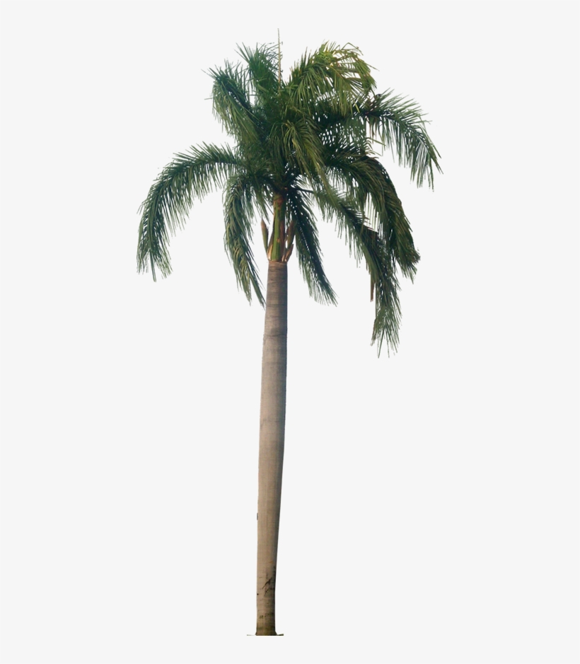 Detail California Palm Trees Png Nomer 20