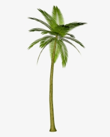 Detail California Palm Trees Png Nomer 24