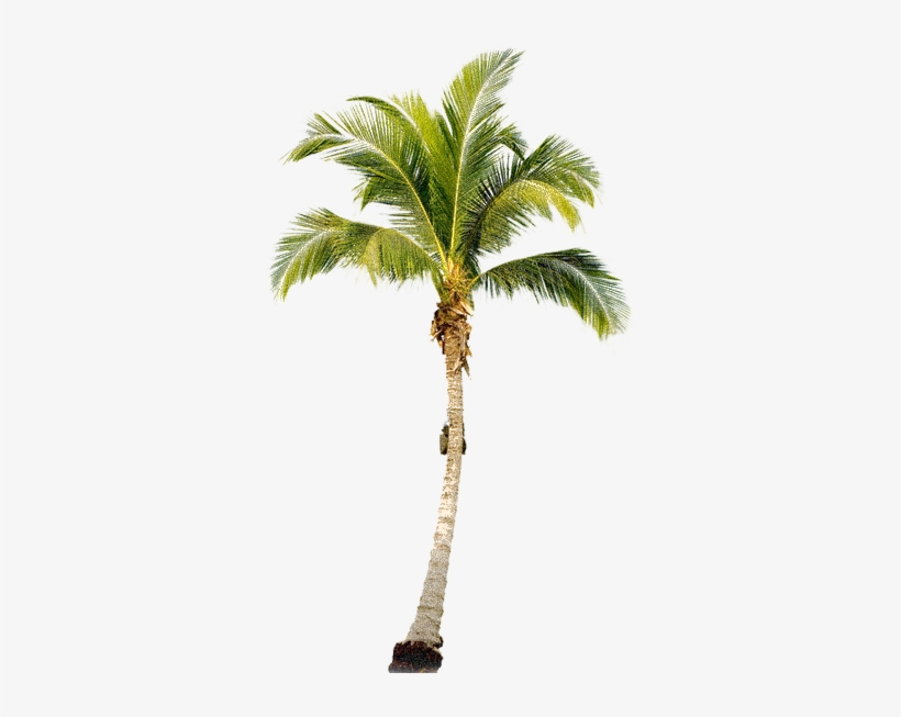 Detail California Palm Trees Png Nomer 28