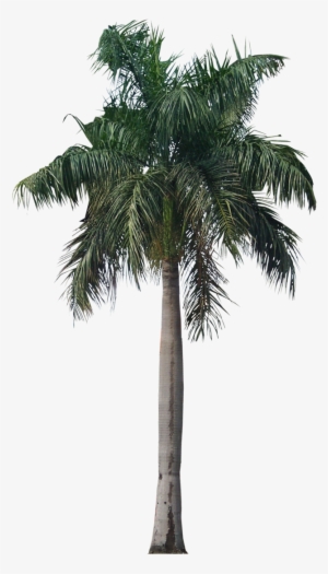 Detail California Palm Trees Png Nomer 33