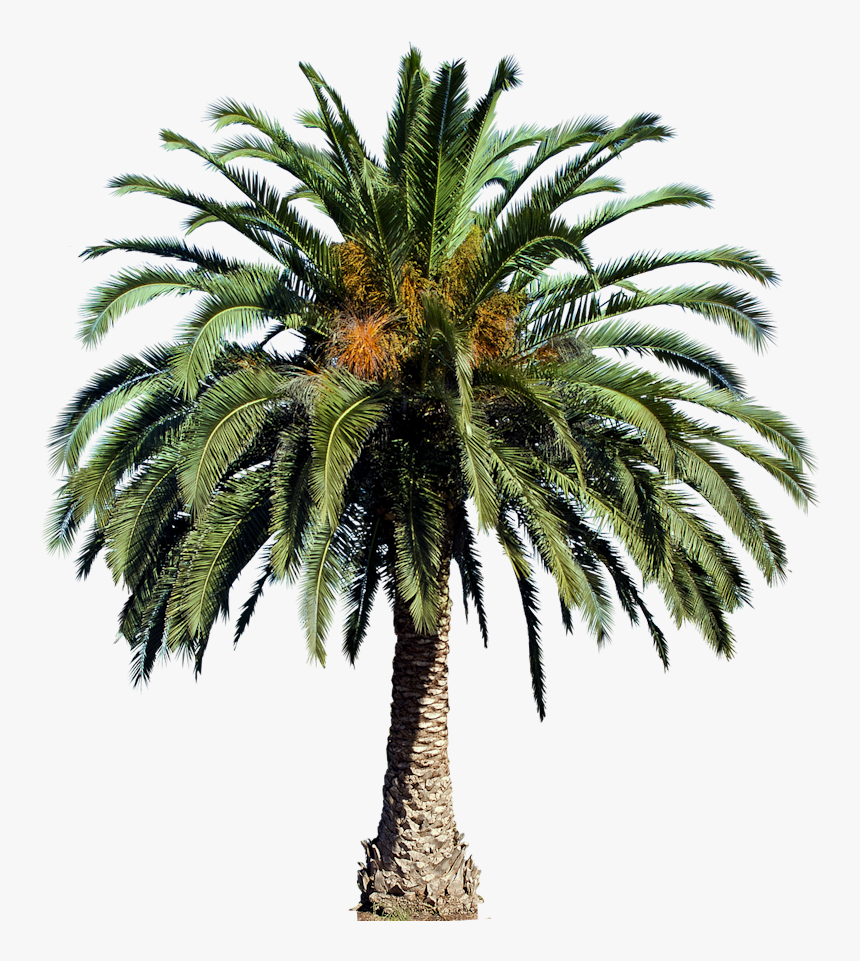 Detail California Palm Trees Png Nomer 44