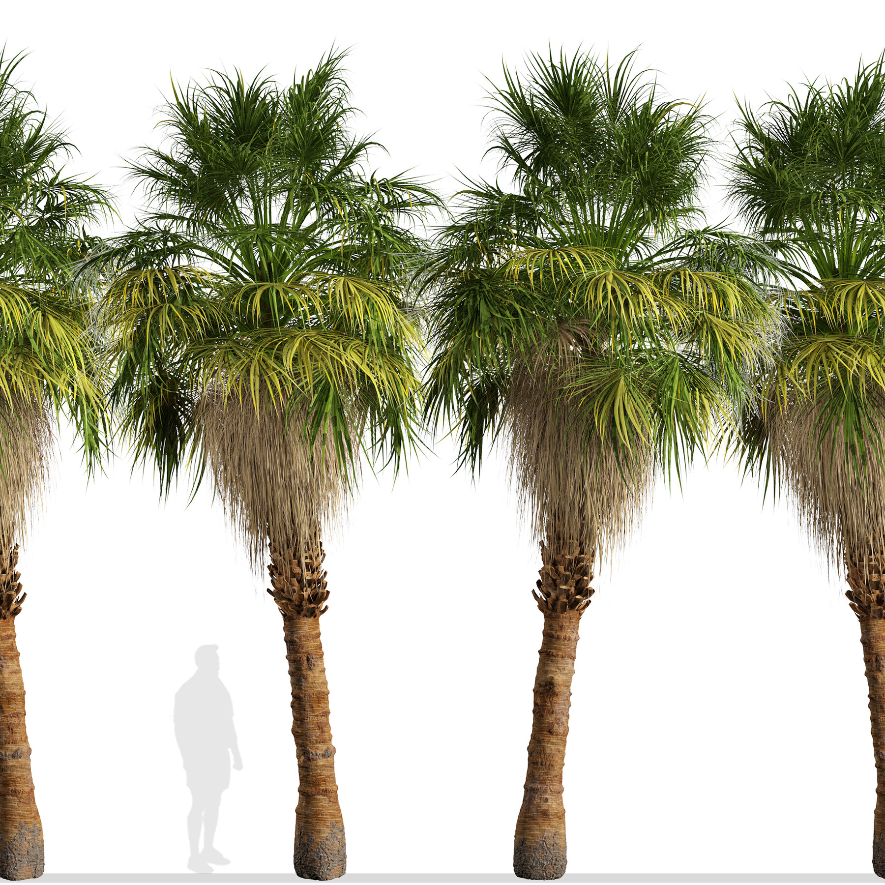 Detail California Palm Trees Png Nomer 52