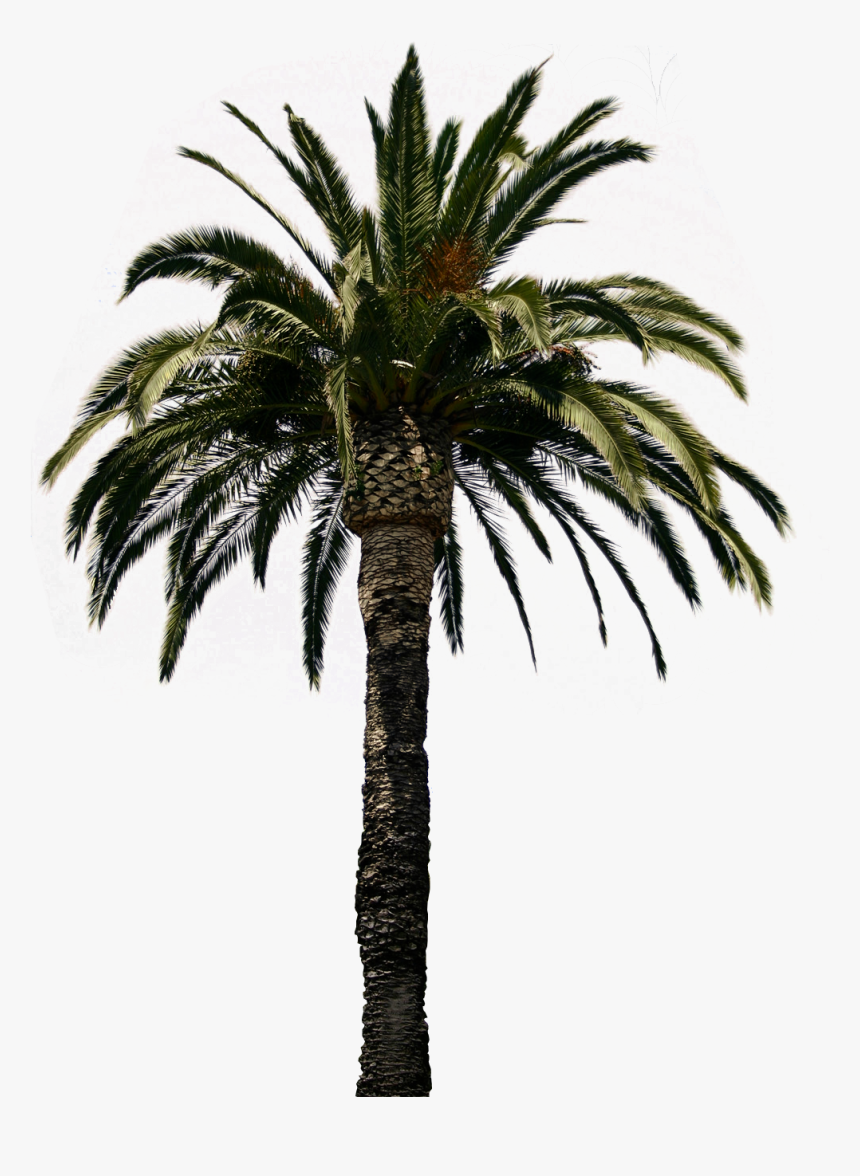 Detail California Palm Trees Png Nomer 54