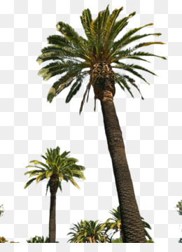 Detail California Palm Trees Png Nomer 9